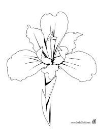 Flower Coloring Pages Iris Details Iris Flower Tattoo Flower Drawing Iris Drawing