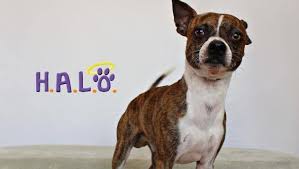 Eating too much sugar is often seen as a personal weakness. H A L O Pet Of The Week Billy