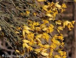 Image result for Xerophyta pauciramosa