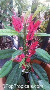 Image result for Embelia multiflora