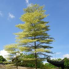 Image result for Terminalia mollis