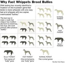 Circumstantial American Bully Breeding Color Chart The