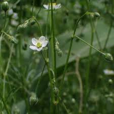 Image result for Spergula