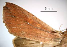 Image result for Rytigynia sp. M