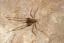 Alright i have these camel crickets in my basement. Rhaphidophoridae Wikipedia