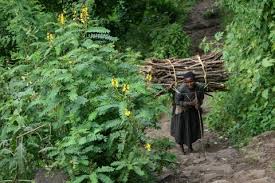 Image result for Senna didymobotrya