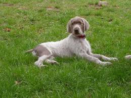 Image result for slovenský ohař hrubosrstý