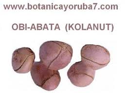 Obi Abata Cada Una Each One Kolanut Kola Cola Nitida From Nigeria Obi Cola Nigeria