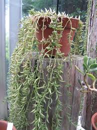 This plant is more of the novelty than anything else, grown in hanging baskets by collectors of unusual plants. Hjlsfi P Bw8xm