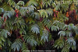 Image result for Hagenia abyssinica