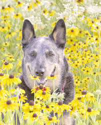 Prescott Valley Goin to the Dogs: WOOFstock 2019!