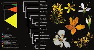 Image result for Fabaceae subfamily Mimosoideae