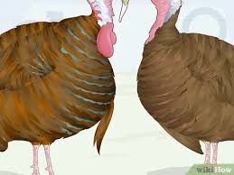 3 Ways To Sex Turkeys Wikihow