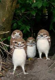 A Group Of Owls Called A Parliament Animals Beautiful Owl Pet Birds