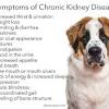 Dogs suffering from kidney disease need to have a few lifestyle changes implemented, including a change in diet. 1