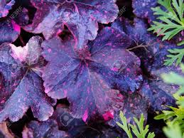 Coral Bells Alumroot Heuchera Midnight Rose Stock Photo Picture And Royalty Free Image Image 69444971 Sie behalten ihr buntes laub auch im winter und sind eine wertvolle bereicherung, um den garten, sowie balkon und terrasse ganzjährig. coral bells alumroot heuchera midnight rose