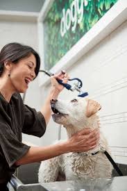 A pet insurance policy could provide your dog or cat with the critical care they need to survive, at a cost you can afford. Dog Grooming Kapolei Hi Baths Haircuts Nail Trimming Petco