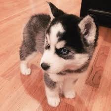 How to train a husky. Dogs Lovers On Webstaqram Posts Videos Stories Webstaqram Dogs Puppies Onlyhuskypics Cute Baby Animals Husky Dogs Baby Animals