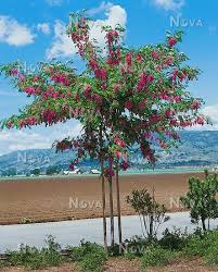 Maybe you would like to learn more about one of these? Robinia Pseudoacacia Purple Robe Media Database