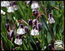 Image result for Trichodesma physaloides