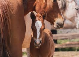 cowgal media • kasey best (@cowgal.media) • Instagram photos and videos