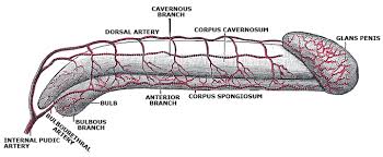 The corresponding system in females is the female reproductive system. The Male Reproductive System Boundless Anatomy And Physiology