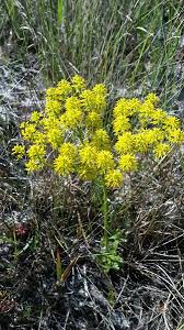 Image result for Nesaea ramosa