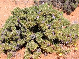 Image result for Aptosimum