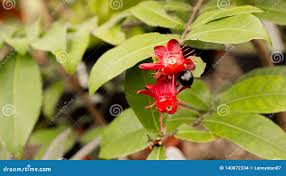 Image result for Ochna kirkii