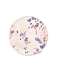 It grows best at temperatures of 30 to 37°c, but it grows well at colder (refrigerator) temperatures in clinical specimens, l. Gram Stain Qc Bacteria Bacteria Art Science Science Art Microscope Science Gift Bacillus Medical Print Watercolor Science Print Science Art Science Gifts Biology Art
