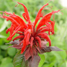 Image result for Monadenium herbaceum