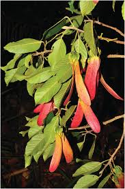 Image result for Dipterocarpaceae