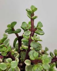 Image result for Portulacaria