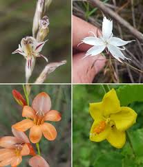 Image result for Hibiscus subreniformis