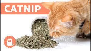Pin On Cats
