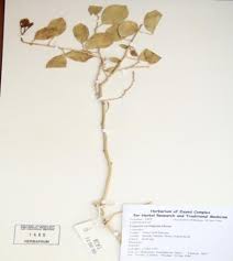 Image result for Capparis cartilaginea