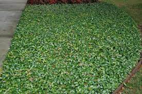 Most fragrant type of jasmine plant. Jasmine Asiatic Asian Jasmine Jasmine Ground Cover Ground Cover Plants Shade Asiatic Jasmine Ground Cover