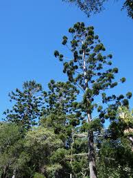 Image result for Araucaria cunninghamii