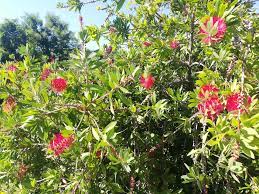 We did not find results for: Il Callistemone La Bella Pianta Dai Pennacchi Rossi Stocker Garden