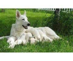 Advice from breed experts to make a safe choice. Pure White German Shepherd Puppies Pair Available For Sell Lahore Local Ads Free Classifieds And Job Ads In Pakistan Shepherd Puppies White German Shepherd German Shepherd Puppies