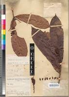 Image result for Strephonema