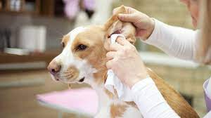 Mix ½ witch hazel and white or apple cider vinegar. Easy Effective Diy Ear Cleaner For Dogs Proud Dog Mom