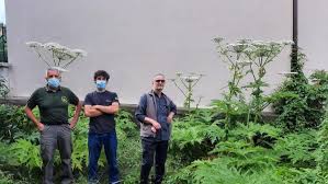 Il panace di mantegazza in italia è considerata una pianta da arredo, invece è altamente pericolosa. Vdoc Rksfx9ogm