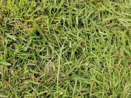 Seed carpetgrass after the last expected frost in the spring. Is There A Way To Control Carpet Grass In Centipede Lawnsite Is The Largest And Most Active Online Forum Serving Green Industry Professionals