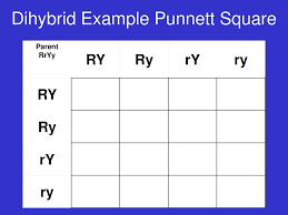 To draw a square, write all possible allele combinations one parent can a commonly discussed punnett square is the dihybrid cross. Dihybrid Crosses And Other Patterns Of Inheritance Ppt Download