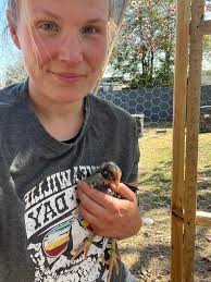 Free barred rock rooster for adoption