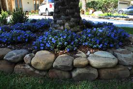 Flower has 4 distinct curled stamens. This Blue My Mind Earthscapes Garden Room