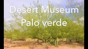 During its first growing season, water regularly to help establish a healthy the museum palo verde tree is a fast grower that requires heavy pruning in the spring season for optimal health. Desert Museum Palo Verde Youtube