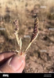 Image result for Tragus berteronianus