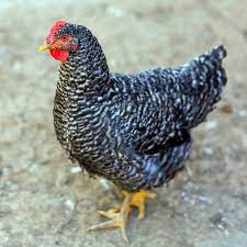 Maybe you would like to learn more about one of these? Barred Plymouth Rock Chickens Barred Plymouth Rock Chicks Purely Poultry